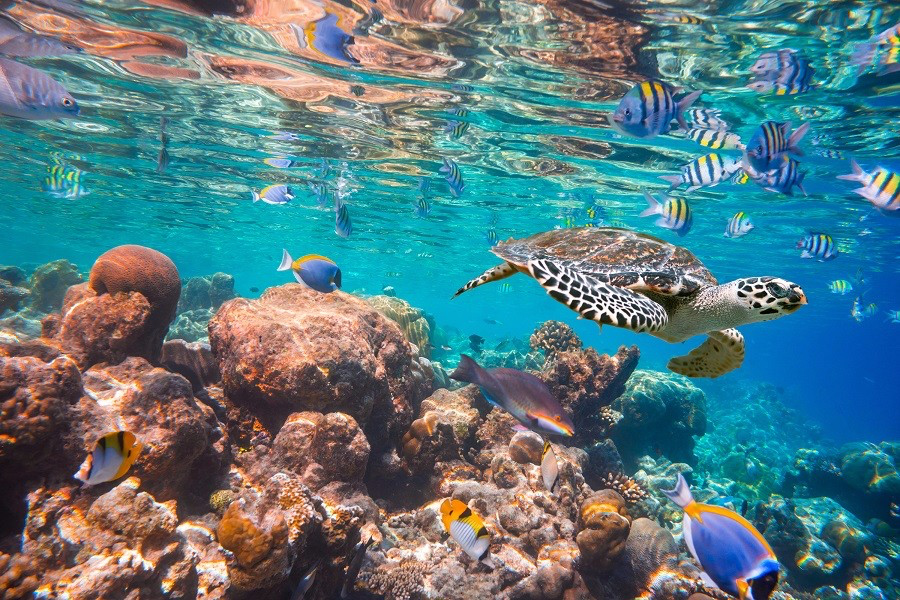 House Reef